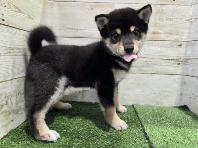 徳島県の豆柴 (アミーゴ徳島沖浜店/2026年1月12日生まれ/男の子/黒)の子犬の4枚目の画像