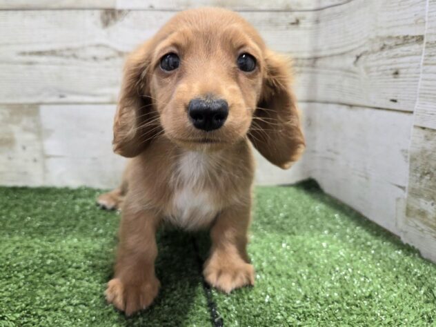 徳島県のミニチュアダックスフンド(ロング) (アミーゴ徳島沖浜店/2026年2月16日生まれ/女の子/レッド)の子犬の2枚目の画像