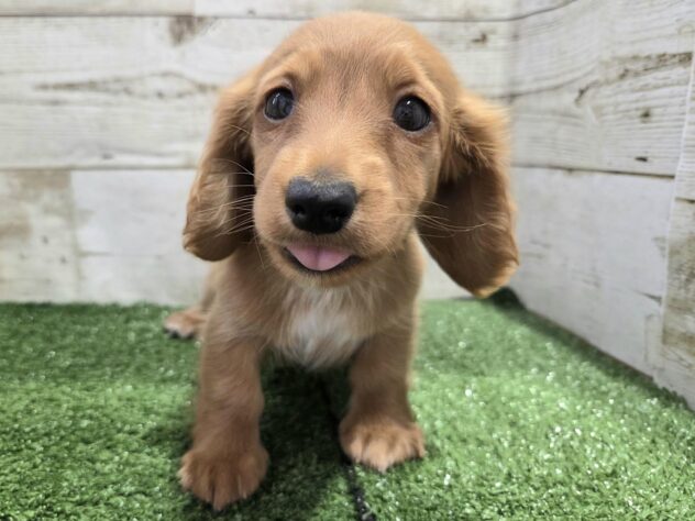 徳島県のミニチュアダックスフンド(ロング) (アミーゴ徳島沖浜店/2026年2月16日生まれ/女の子/レッド)の子犬の3枚目の画像