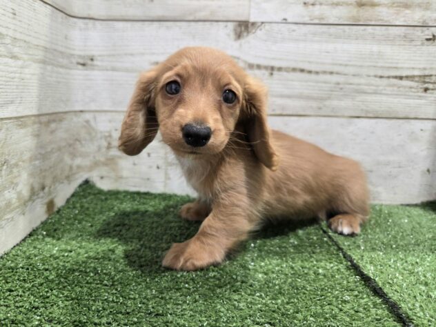 徳島県のミニチュアダックスフンド(ロング) (アミーゴ徳島沖浜店/2026年2月16日生まれ/女の子/レッド)の子犬の4枚目の画像