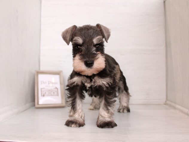 兵庫県のミニチュアシュナウザー (ペット・プラザ アミーゴ神戸灘店/2026年2月18日生まれ/女の子/ソルトペッパー)の子犬の2枚目の画像