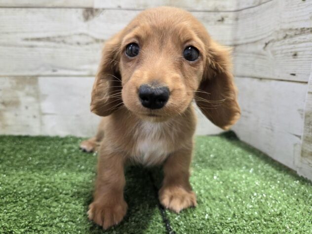 徳島県のミニチュアダックスフンド(ロング) (アミーゴ徳島沖浜店/2026年2月16日生まれ/女の子/レッド)の子犬の1枚目の画像