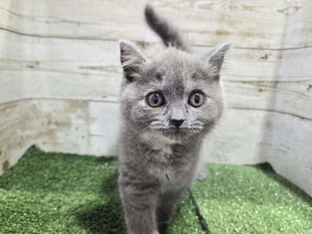 徳島県のブリティッシュショートヘアー (アミーゴ徳島沖浜店/2026年1月31日生まれ/女の子/ブルークリーム)の子猫の3枚目の画像