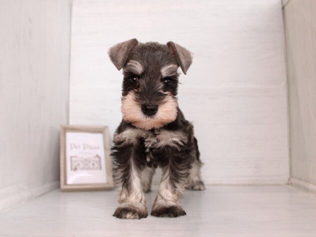 兵庫県のミニチュアシュナウザー (ペット・プラザ アミーゴ神戸灘店/2026年2月18日生まれ/女の子/ソルトペッパー)の子犬の1枚目の画像