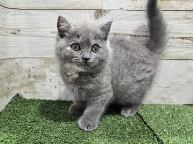 徳島県のブリティッシュショートヘアー (アミーゴ徳島沖浜店/2026年1月31日生まれ/女の子/ブルークリーム)の子猫の4枚目の画像