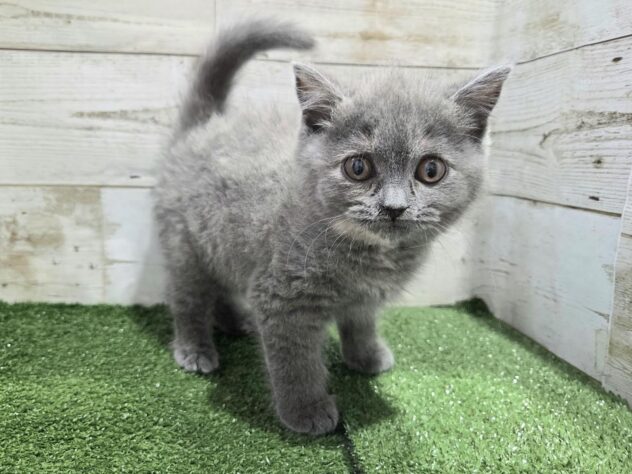 徳島県のブリティッシュショートヘアー (アミーゴ徳島沖浜店/2026年1月31日生まれ/女の子/ブルークリーム)の子猫の2枚目の画像