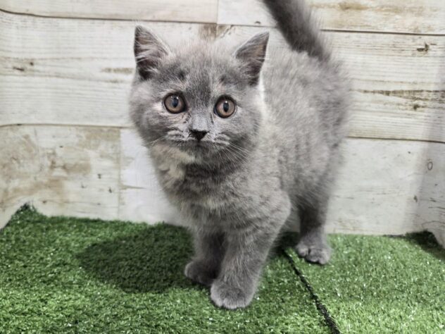 徳島県のブリティッシュショートヘアー (アミーゴ徳島沖浜店/2026年1月31日生まれ/女の子/ブルークリーム)の子猫の1枚目の画像