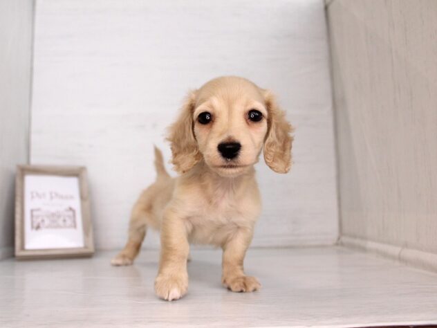 兵庫県のミニチュアダックスフンド(ロング) (ペット・プラザ アミーゴ神戸灘店/2026年2月18日生まれ/女の子/イエロー)の子犬の3枚目の画像