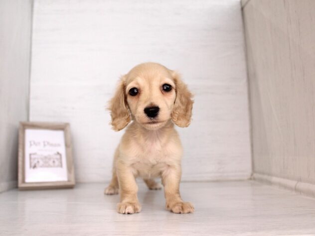 兵庫県のミニチュアダックスフンド(ロング) (ペット・プラザ アミーゴ神戸灘店/2026年2月18日生まれ/女の子/イエロー)の子犬の2枚目の画像