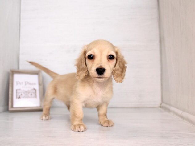 兵庫県のミニチュアダックスフンド(ロング) (ペット・プラザ アミーゴ神戸灘店/2026年2月18日生まれ/女の子/イエロー)の子犬の1枚目の画像