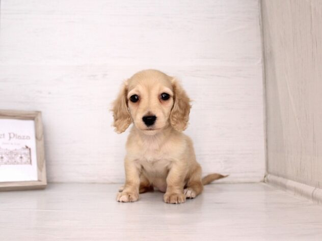 兵庫県のミニチュアダックスフンド(ロング) (ペット・プラザ アミーゴ神戸灘店/2026年2月18日生まれ/女の子/イエロー)の子犬の4枚目の画像