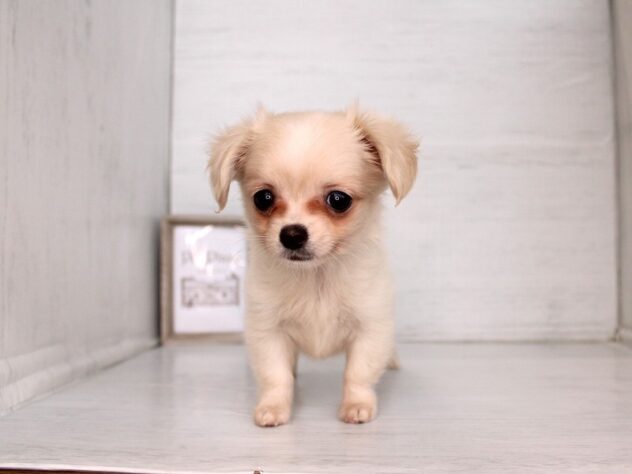 兵庫県のハーフ犬・ミックス犬 (ペット・プラザ アミーゴ神戸灘店/2026年2月12日生まれ/女の子/クリーム)の子犬の4枚目の画像