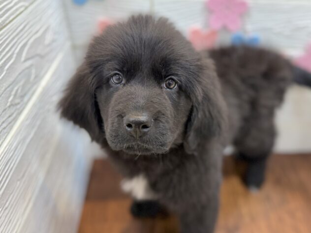 兵庫県のニューファンドランド (ワンキャラット アミーゴ姫路飾磨店/2026年1月25日生まれ/女の子/ブラックホワイト)の子犬の2枚目の画像