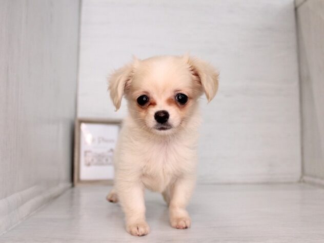 兵庫県のハーフ犬・ミックス犬 (ペット・プラザ アミーゴ神戸灘店/2026年2月12日生まれ/女の子/クリーム)の子犬の1枚目の画像