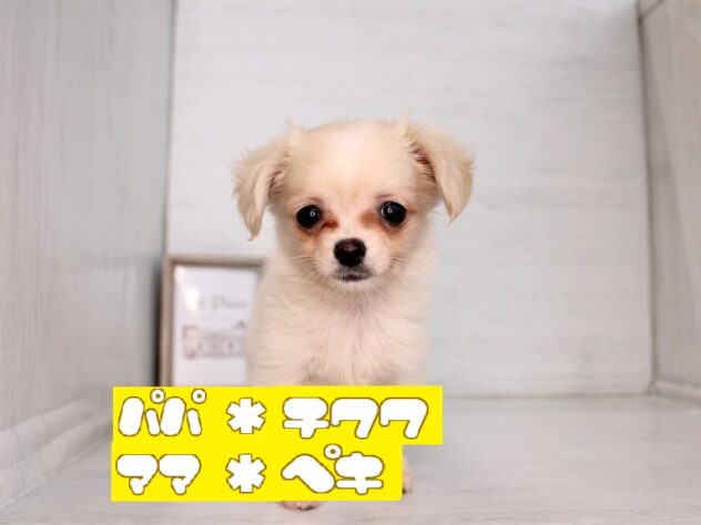 兵庫県のハーフ犬・ミックス犬 (ペット・プラザ アミーゴ神戸灘店/2026年2月12日生まれ/女の子/クリーム)の子犬の1枚目の画像