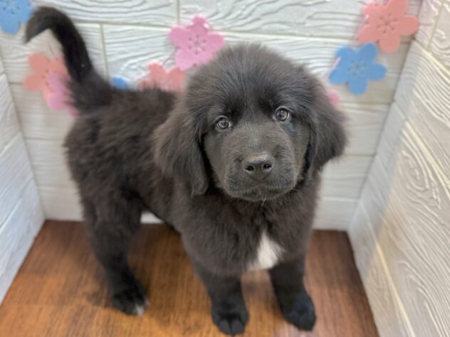 兵庫県のニューファンドランド (ワンキャラット アミーゴ姫路飾磨店/2026年1月25日生まれ/女の子/ブラックホワイト)の子犬の3枚目の画像