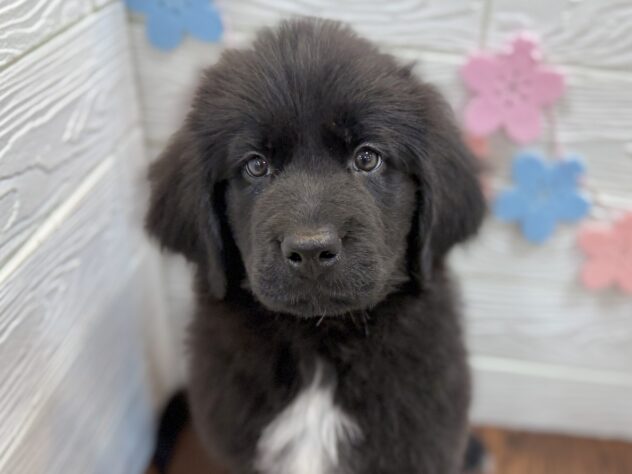 兵庫県のニューファンドランド (ワンキャラット アミーゴ姫路飾磨店/2026年1月25日生まれ/女の子/ブラックホワイト)の子犬の1枚目の画像