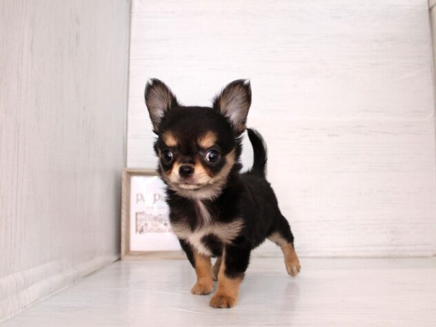 兵庫県のチワワ(ロング) (ペット・プラザ アミーゴ神戸灘店/2026年2月15日生まれ/女の子/ブラックタンホワイト)の子犬の2枚目の画像