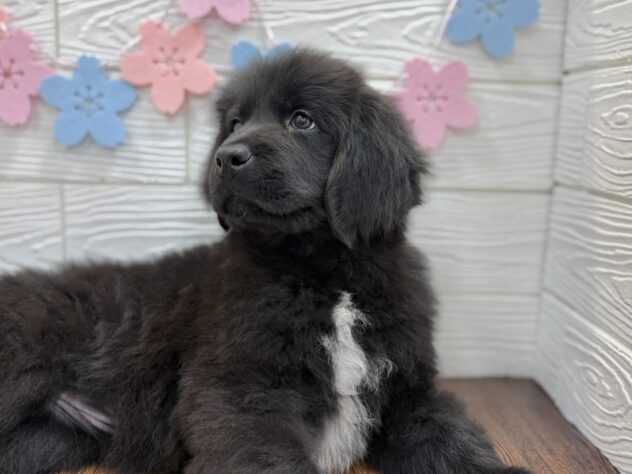 兵庫県のニューファンドランド (ワンキャラット アミーゴ姫路飾磨店/2026年1月25日生まれ/女の子/ブラックホワイト)の子犬の4枚目の画像