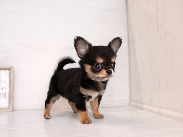 兵庫県のチワワ(ロング) (ペット・プラザ アミーゴ神戸灘店/2026年2月15日生まれ/女の子/ブラックタンホワイト)の子犬の3枚目の画像