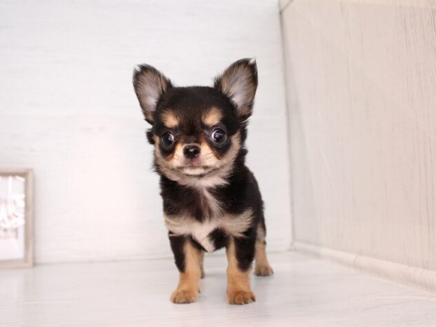 兵庫県のチワワ(ロング) (ペット・プラザ アミーゴ神戸灘店/2026年2月15日生まれ/女の子/ブラックタンホワイト)の子犬の4枚目の画像