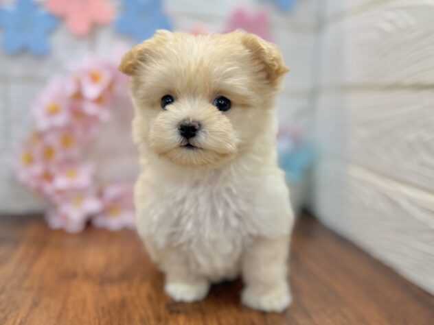 兵庫県のハーフ犬・ミックス犬 (ワンキャラット アミーゴ姫路飾磨店/2026年2月1日生まれ/女の子/クリーム)の子犬の3枚目の画像