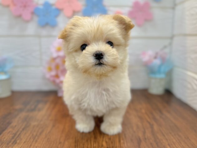 兵庫県のハーフ犬・ミックス犬 (ワンキャラット アミーゴ姫路飾磨店/2026年2月1日生まれ/女の子/クリーム)の子犬の4枚目の画像