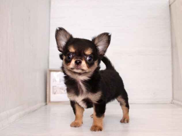 兵庫県のチワワ(ロング) (ペット・プラザ アミーゴ神戸灘店/2026年2月15日生まれ/女の子/ブラックタンホワイト)の子犬の1枚目の画像