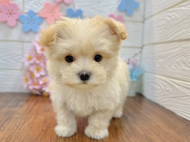 兵庫県のハーフ犬・ミックス犬 (ワンキャラット アミーゴ姫路飾磨店/2026年2月1日生まれ/女の子/クリーム)の子犬の2枚目の画像