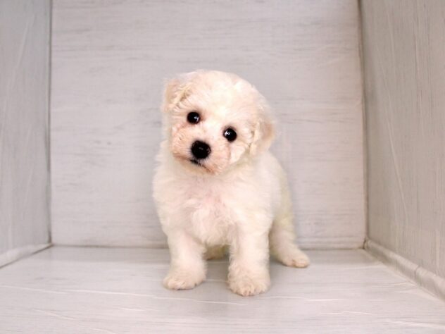 兵庫県のビションフリーゼ (ペット・プラザ アミーゴ神戸灘店/2026年2月24日生まれ/女の子/ホワイト)の子犬の4枚目の画像