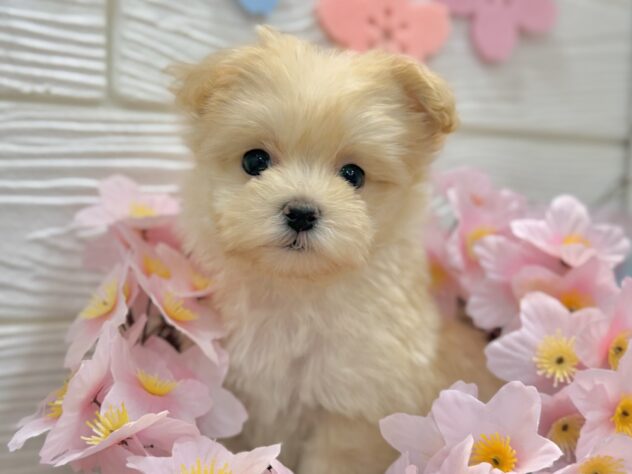 兵庫県のハーフ犬・ミックス犬 (ワンキャラット アミーゴ姫路飾磨店/2026年2月1日生まれ/女の子/クリーム)の子犬の1枚目の画像