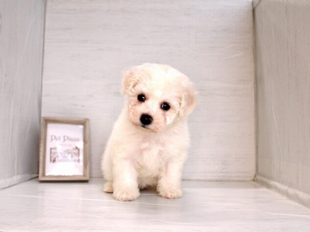 兵庫県のビションフリーゼ (ペット・プラザ アミーゴ神戸灘店/2026年2月24日生まれ/女の子/ホワイト)の子犬の2枚目の画像