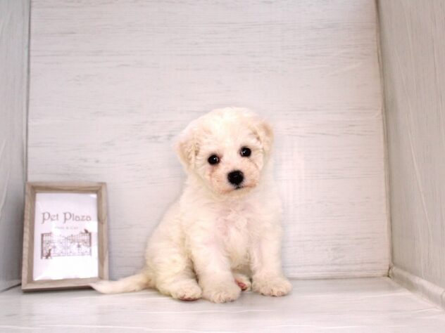 兵庫県のビションフリーゼ (ペット・プラザ アミーゴ神戸灘店/2026年2月24日生まれ/女の子/ホワイト)の子犬の1枚目の画像