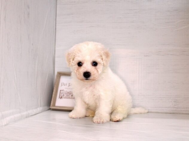 兵庫県のビションフリーゼ (ペット・プラザ アミーゴ神戸灘店/2026年2月24日生まれ/女の子/ホワイト)の子犬の3枚目の画像