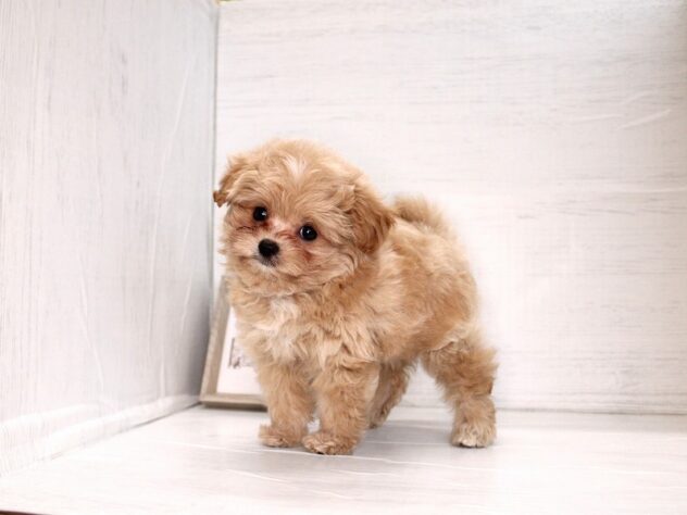 兵庫県のハーフ犬・ミックス犬 (ペット・プラザ アミーゴ神戸灘店/2026年2月19日生まれ/女の子/クリーム)の子犬の2枚目の画像