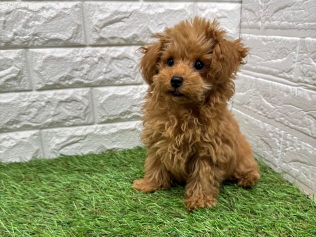 新潟県のトイプードル(トイ) (アミーゴ紫竹山店/2025年10月6日生まれ/男の子/レッド)の子犬