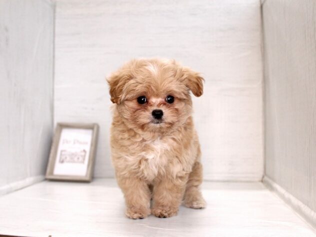 兵庫県のハーフ犬・ミックス犬 (ペット・プラザ アミーゴ神戸灘店/2026年2月19日生まれ/女の子/クリーム)の子犬の4枚目の画像