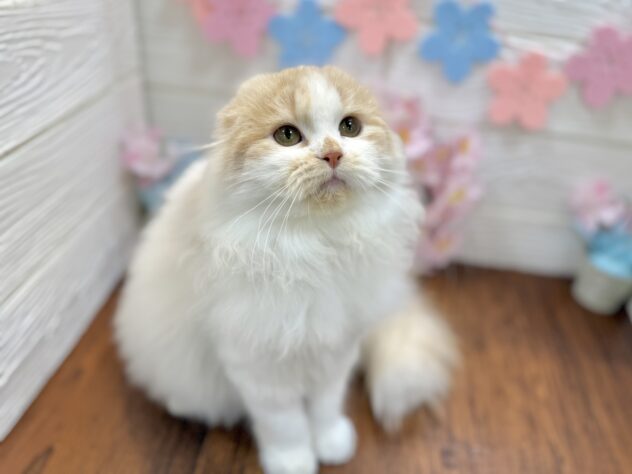 兵庫県のスコティッシュフォールド (ワンキャラット アミーゴ姫路飾磨店/2025年10月29日生まれ/女の子/クリーム)の子猫の4枚目の画像