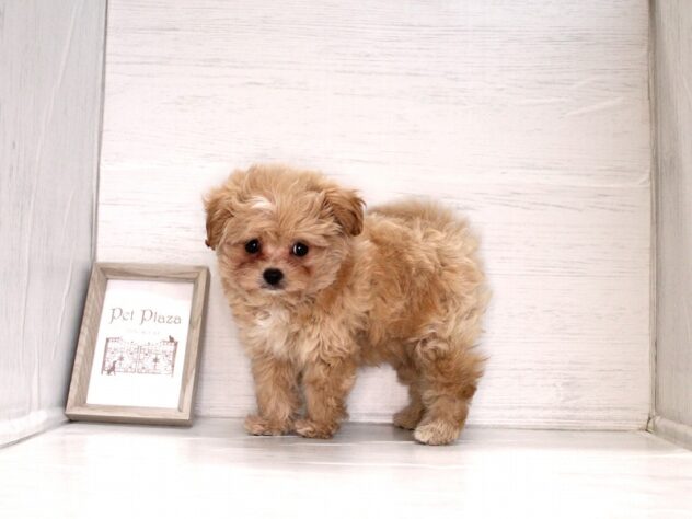 兵庫県のハーフ犬・ミックス犬 (ペット・プラザ アミーゴ神戸灘店/2026年2月19日生まれ/女の子/クリーム)の子犬の3枚目の画像