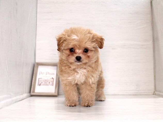 兵庫県のハーフ犬・ミックス犬 (ペット・プラザ アミーゴ神戸灘店/2026年2月19日生まれ/女の子/クリーム)の子犬の1枚目の画像