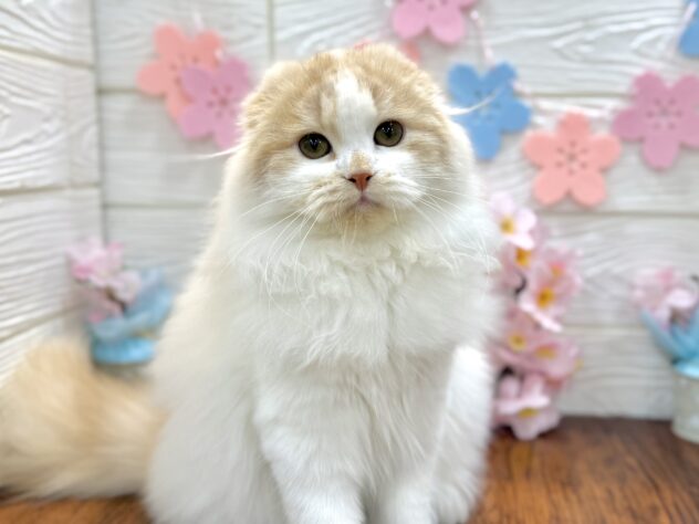 兵庫県のスコティッシュフォールド (ワンキャラット アミーゴ姫路飾磨店/2025年10月29日生まれ/女の子/クリーム)の子猫の3枚目の画像