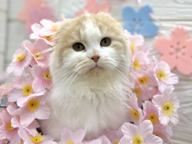 兵庫県のスコティッシュフォールド (ワンキャラット アミーゴ姫路飾磨店/2025年10月29日生まれ/女の子/クリーム)の子猫の1枚目の画像