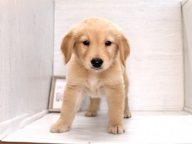 兵庫県のゴールデンレトリバー (ペット・プラザ アミーゴ神戸灘店/2026年2月21日生まれ/女の子/ゴールデン)の子犬の4枚目の画像