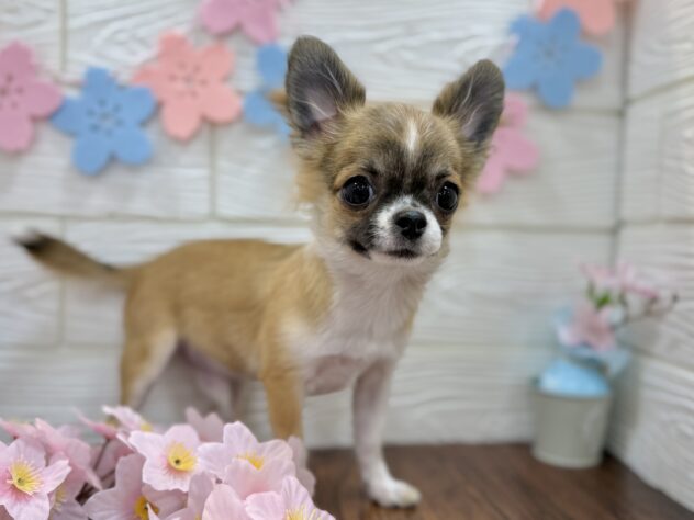 兵庫県のチワワ(ロング) (ワンキャラット アミーゴ姫路飾磨店/2025年10月31日生まれ/男の子/レッドホワイト)の子犬の3枚目の画像