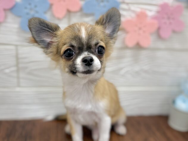 兵庫県のチワワ(ロング) (ワンキャラット アミーゴ姫路飾磨店/2025年10月31日生まれ/男の子/レッドホワイト)の子犬の1枚目の画像