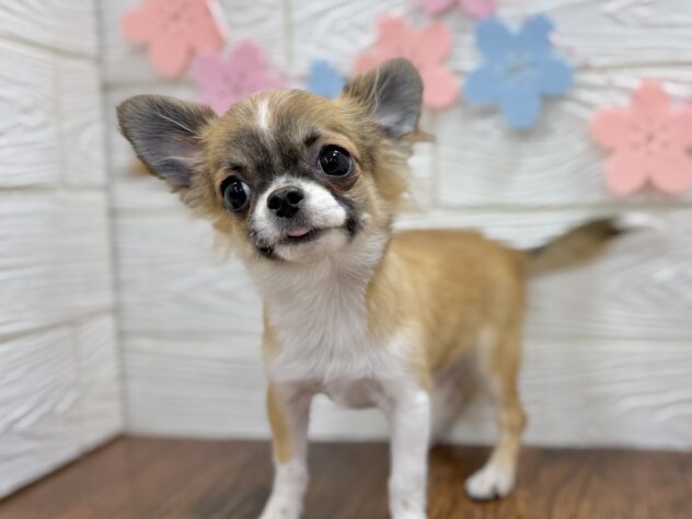 兵庫県のチワワ(ロング) (ワンキャラット アミーゴ姫路飾磨店/2025年10月31日生まれ/男の子/レッドホワイト)の子犬の2枚目の画像