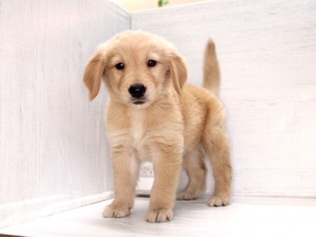 兵庫県のゴールデンレトリバー (ペット・プラザ アミーゴ神戸灘店/2026年2月21日生まれ/女の子/ゴールデン)の子犬の3枚目の画像