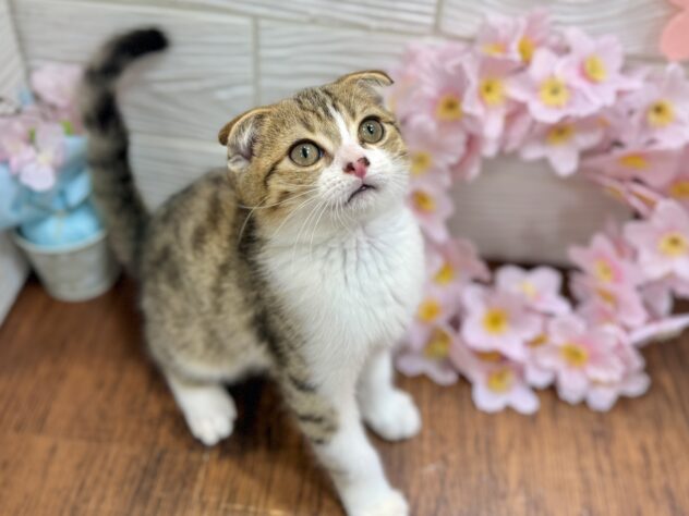 兵庫県のスコティッシュフォールド (ワンキャラット アミーゴ姫路飾磨店/2026年1月7日生まれ/男の子/ブラウンタビーホワイト)の子猫の2枚目の画像