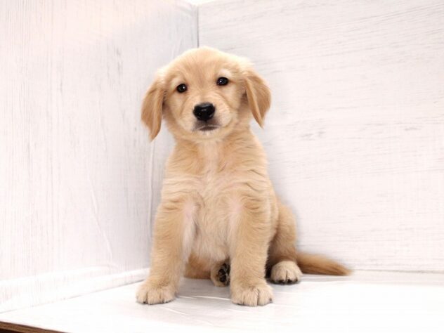 兵庫県のゴールデンレトリバー (ペット・プラザ アミーゴ神戸灘店/2026年2月21日生まれ/女の子/ゴールデン)の子犬の2枚目の画像