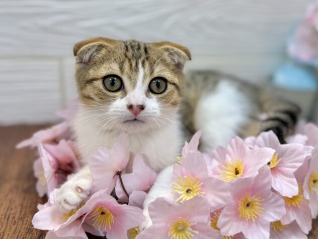 兵庫県のスコティッシュフォールド (ワンキャラット アミーゴ姫路飾磨店/2026年1月7日生まれ/男の子/ブラウンタビーホワイト)の子猫の1枚目の画像